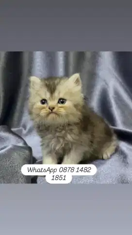 jual online kucing persia