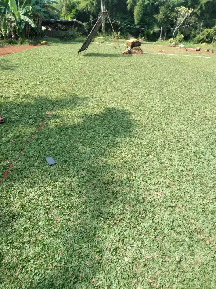 Rumput gajah mini murah