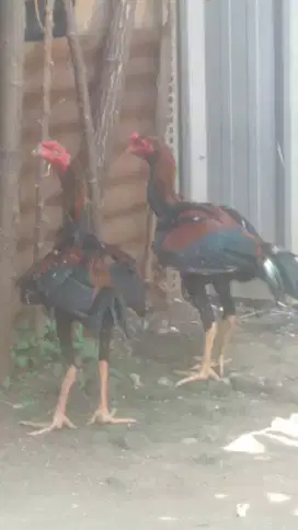 jual Ayam Bangkok klasik