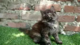 Kucing persia medium