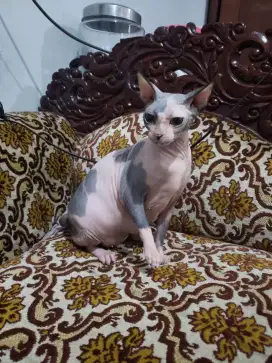 Sphynx Betina Dewasa Birahi Calon Indukan Bukan Bambino Dwelf Elf