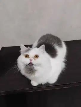 Kucing Persia Betina