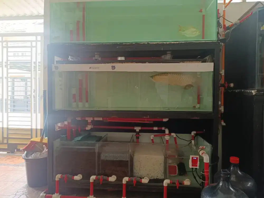 AQURIUM ARWANA/ IKAN HIAS