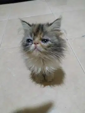 Kucing persia peaknose calico