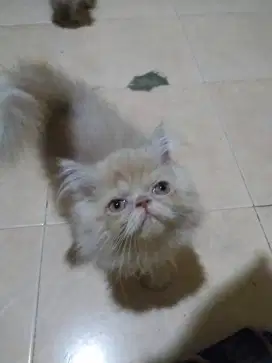 Kucing persia peaknose