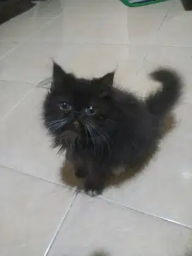 Kucing persia peaknose