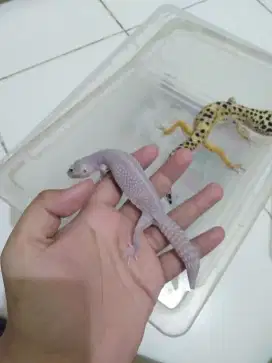 Kadal Gecko reptil