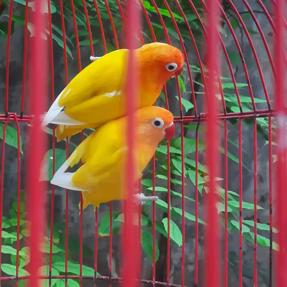 Lovebird sepasang lutino retina merah