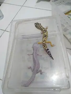 gecko kadal reptil