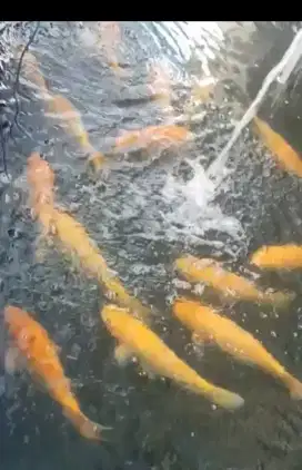 Ikan Mas hidup / segar murah meriah