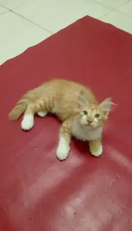 Lepas adopt kitten mix dome