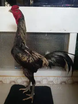 Ayam jalak Mangon Silangan Bangkok