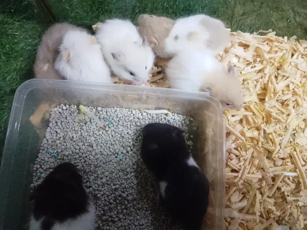 Hamster syirian jinak kualitas bagus
