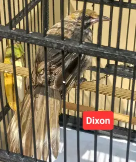 Cucak Rowo Blorok simetris