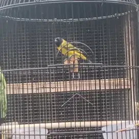Burung  blackheadsiskin