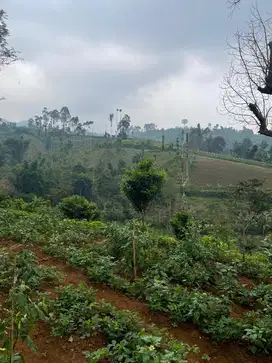 OBRAL CEPAT KEBUN 110 TUMBAK