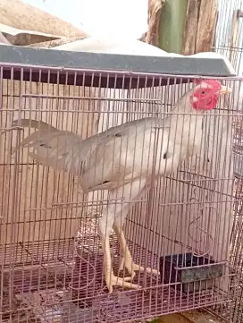 Ayam Kampung Jago putih muda