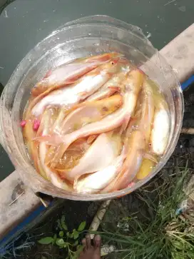 Ikan patin albino