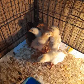 Anak ayam petelur kampung elba