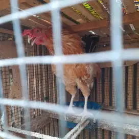 Ayam jantan umur 6,5 bulan