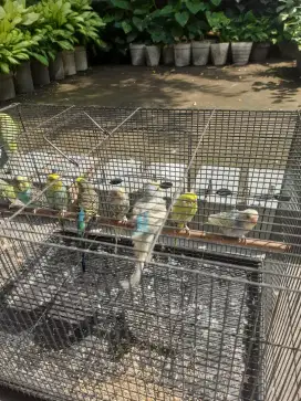 Parkit mutasi indukan