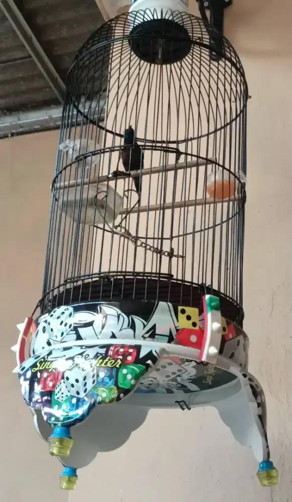 Burung Kolibri ninja dacok rajin fs