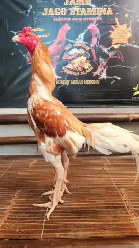 Ayam bangkok plucker x koytrad super lock super tehnik win 3x mewah