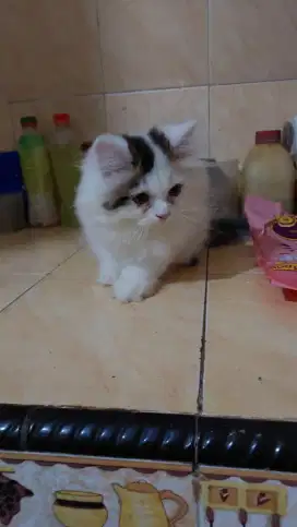Lepas Adopsi Mix Persia Maine Coon