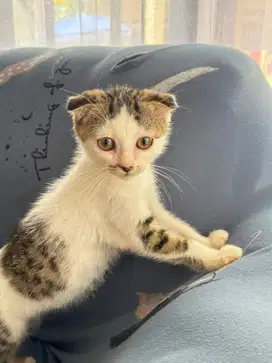 Munchkin Ns scottish fold 2 ekor