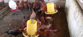 Dijual Ayam Kampung Jantan