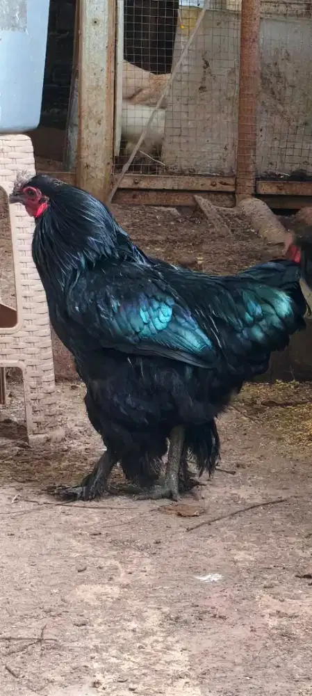 Ayam F1 (Brahma Colombia light x Cemani hitam)