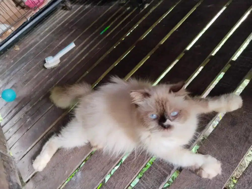 Sepasang Himalaya betina dan jantan long hair