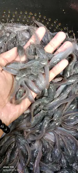 Bibit ikan lele