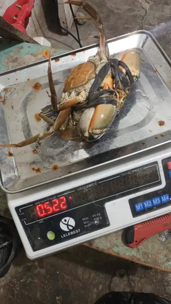 Jual kepiting bakau hidup segar