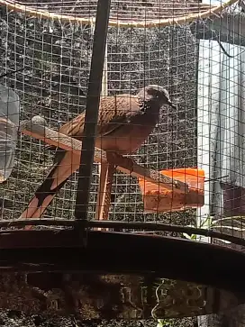 Tekukur kuk 4 paten harian jantan