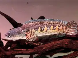 Chana Auranti JumbO 30cm UP