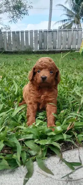 Baby poodle red gosong pendek