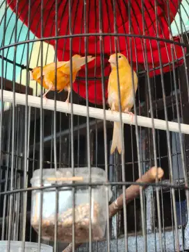 Kenari paud riwikan