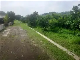 Dijual Kebun Invest 250.000 m2si kebun lemon & pohon jati