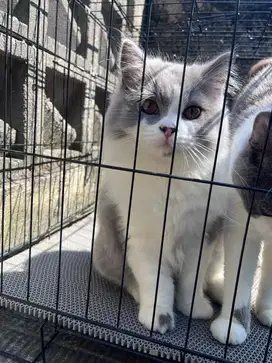 Kitten British Longhair Bicolor