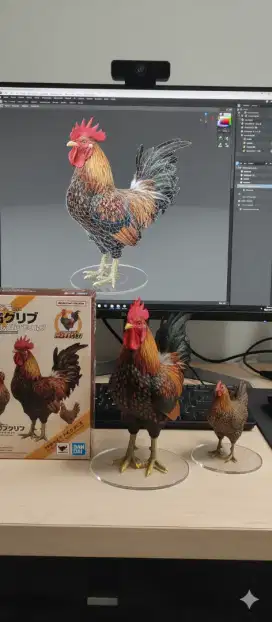 Ayam kate semi serama sepasang masih muda
