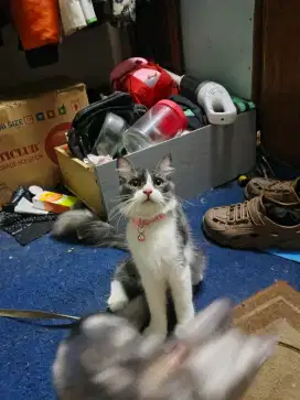 Kucing persia aktif