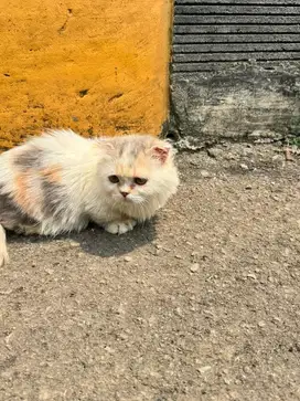 Munchkin gaelic long hair betina calico cebol