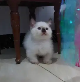 Munchkin Himalaya Cebol Jantan