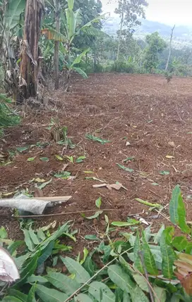 Tanah murah 150 tumbak, msk mobil, satu pemilik