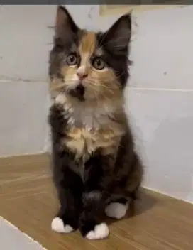Borongan Kitten MC ( sentul bogor)