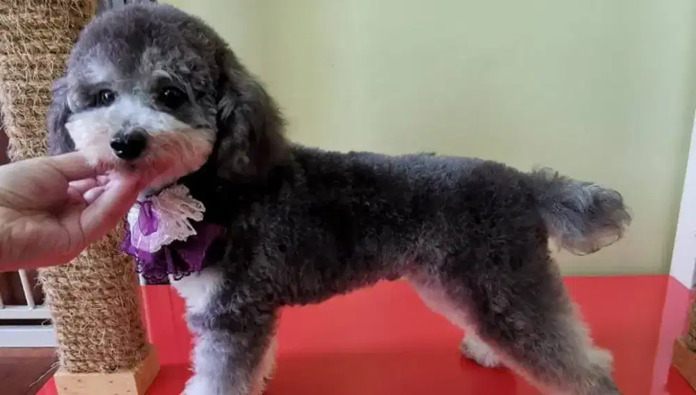 poodle jantan SILVER 1thn non stb