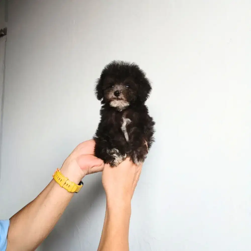 poodle puppy silver usia 2,5 bulan stb vaksin