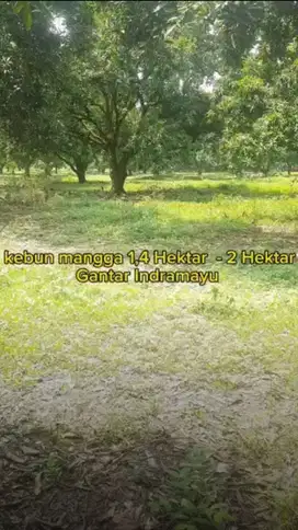 Dijual kebun mangga 20.000 m2 Gantar Indramayu