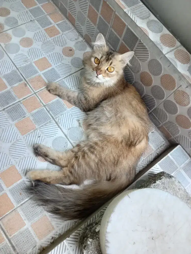 Kucing anggora jenis betina usia 2 tahun siap di kawinkan